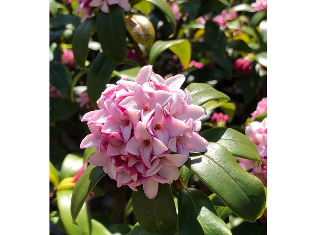 沈丁花の魅力的な香りを作りませんか?市販のものとは違い、あなたのテイストで作れます。_香水教室 マル・ダムール