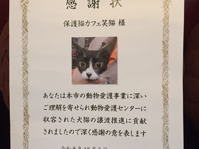 保護猫カフェ 笑猫