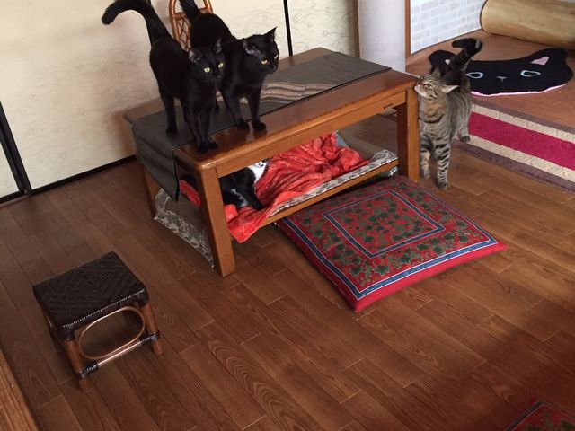 保護猫カフェ 笑猫
