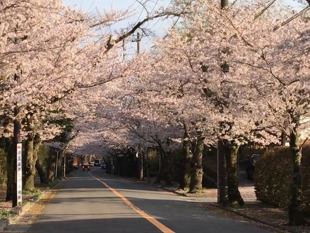 伊豆高原桜並木通りより徒歩1分です。_ブックギャラリー ぽこりっと