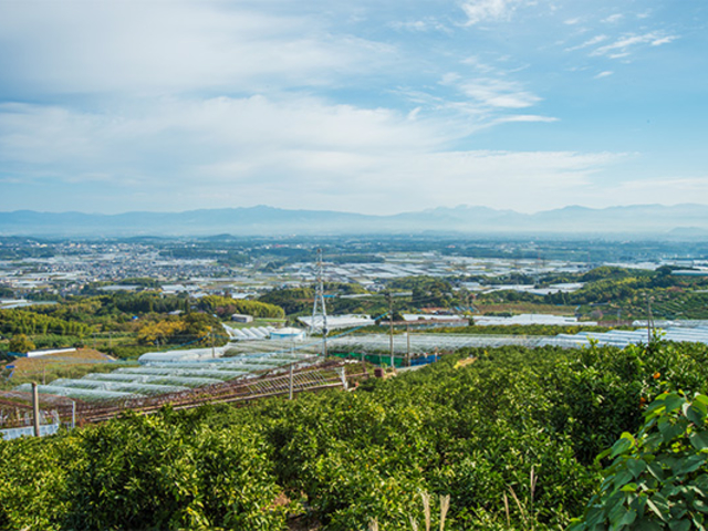フルーツの里 田原坂