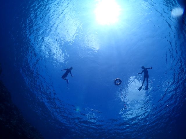透明度抜群!_BalloonFish宮古島