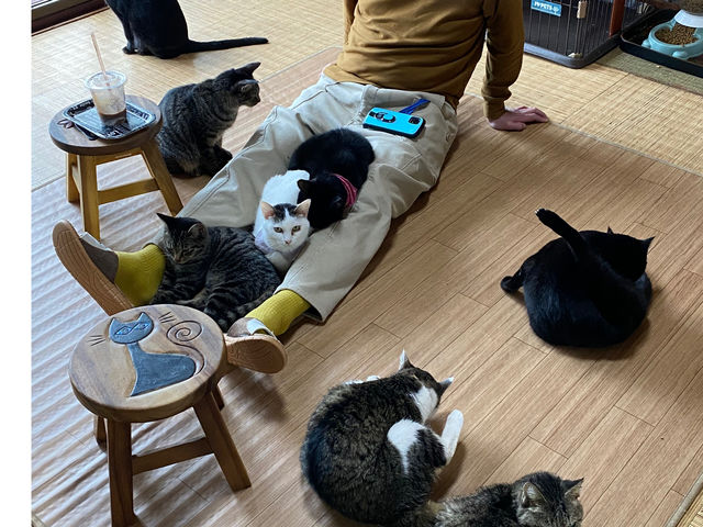猫の道草
