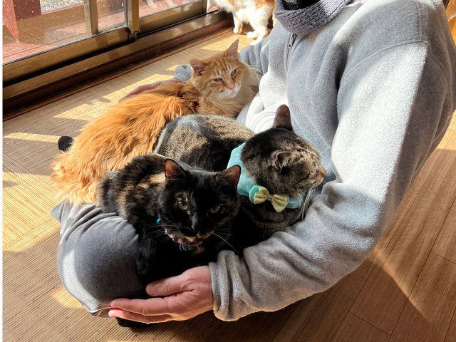 みんなお膝の上が大好き_猫の道草