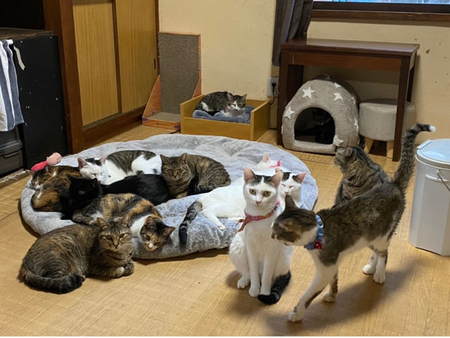 猫の道草