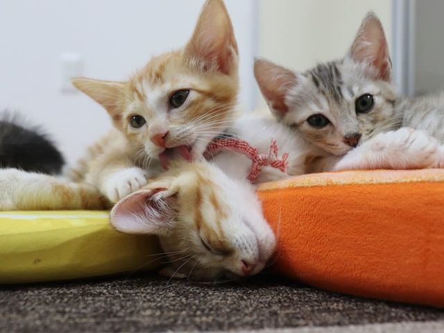 保護ねこcafe Familia