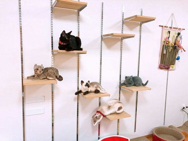 保護ねこcafe Familia