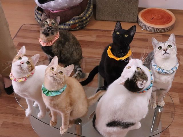 保護ねこcafe Familia