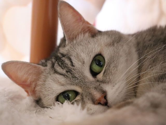 保護ねこcafe Familia