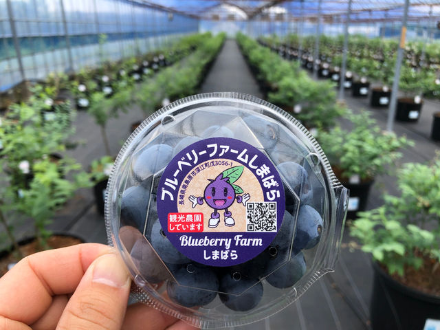食べてみて美味しかったブルーベリーを持ち帰って、大切な人へのプレゼント!
持ち帰り100g1パック500円です。_ブルーベリーファームしまばら