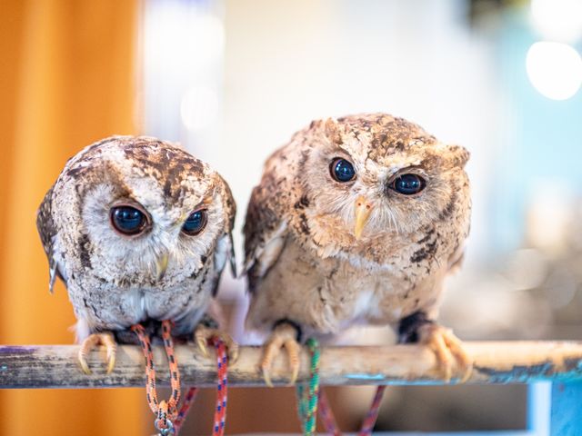 小動物カフェ はなはな