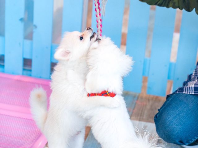 小動物カフェ はなはな