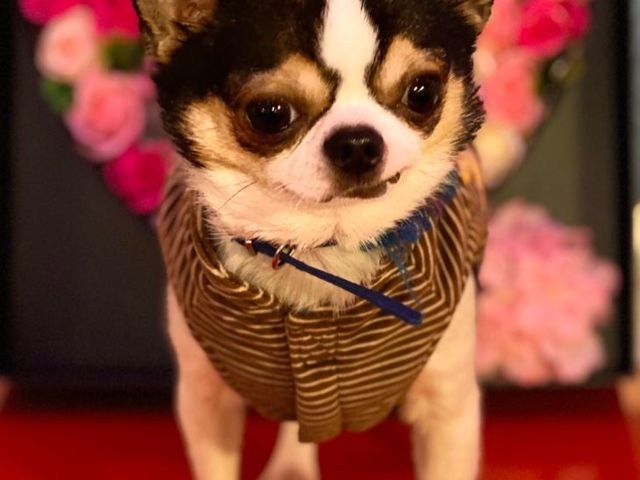 小動物カフェ はなはな