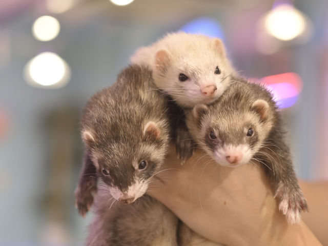 小動物カフェ はなはな