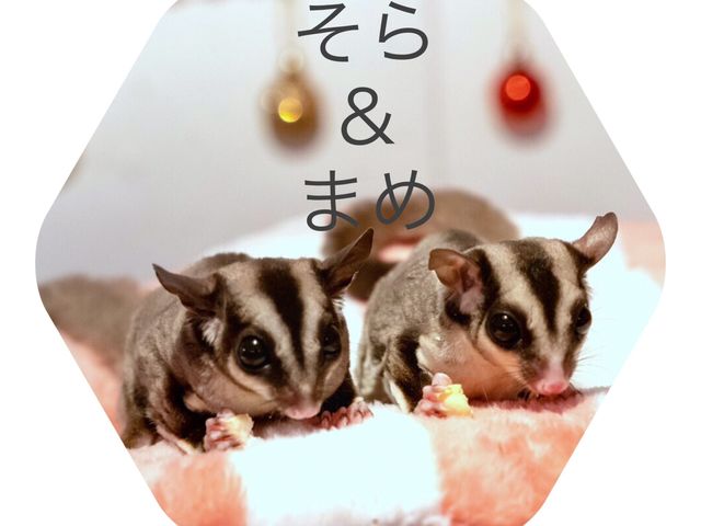 小動物カフェ はなはな