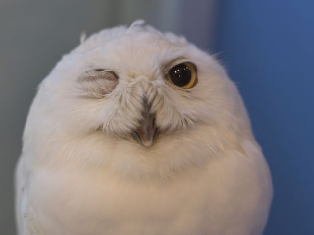 小動物カフェ はなはな