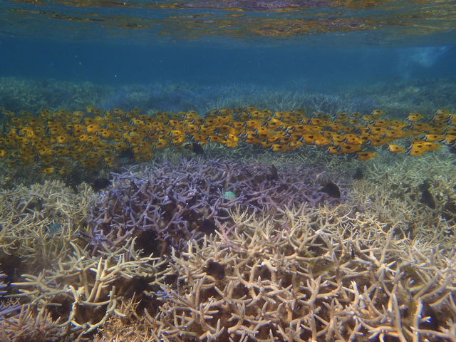 Reefknot