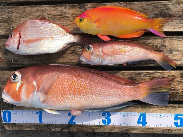 2020/2/28貸しボートの釣果_網代の貸しボート・釣竿 内田丸