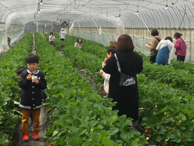 いちご農園こころ