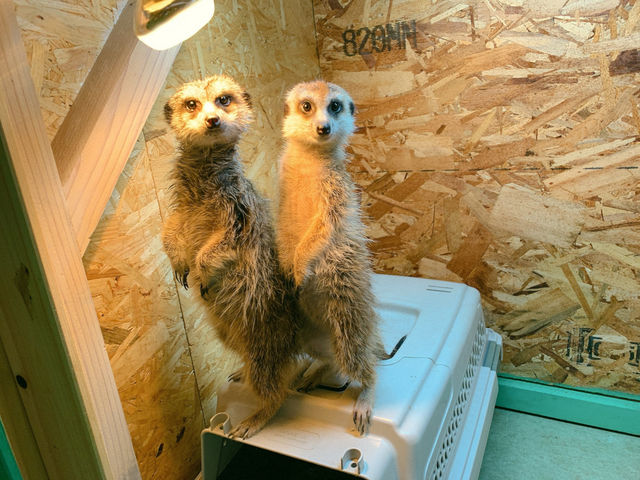 ふれあい動物園モンスターフォレスト