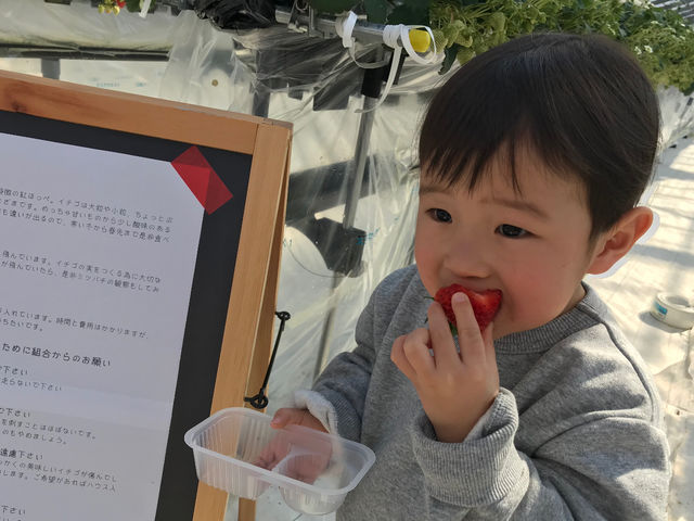 40分間たっぷりいちご狩りをご堪能下さい♪_私と苺(ガイアとなみ)