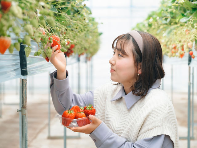 原田いちごファーム