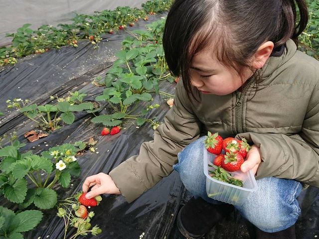 しらい農園