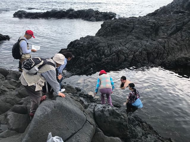 大淀の潮溜まり。_伊東自然歴史案内人会(城ケ崎大室山部会)