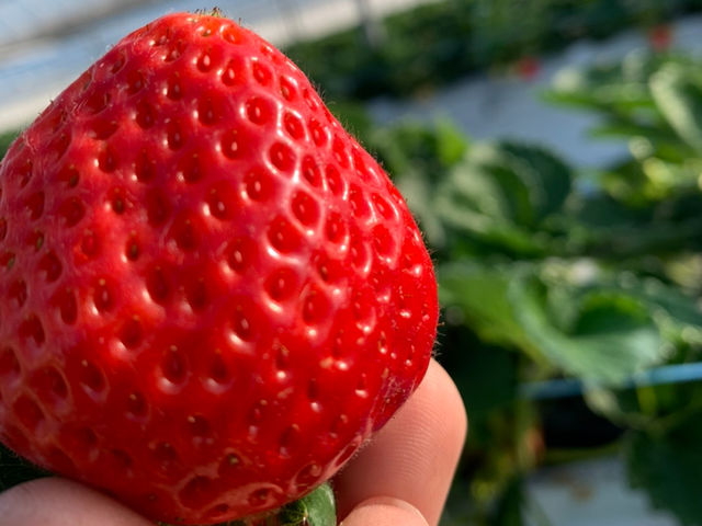 元気farm