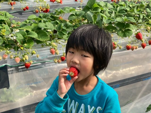 木村農園 牧ケ野いちごハウス