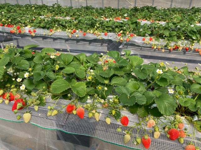 木村農園 牧ケ野いちごハウス