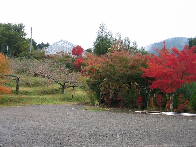 正岡観光りんご園