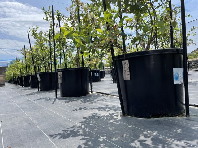 足元スッキリ〜!
ブルーベリー農園全体を防水・防草シートで覆っています!ハイヒール・サンダル履きそしてベビーカーご利用のお客様も快適にお楽しみいただけます。_AWA Blueberryファーム