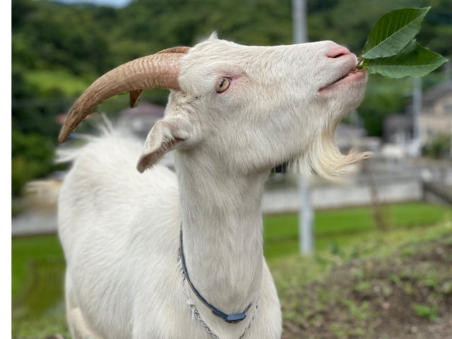 厚木農園のマスコットのヤギ2頭の無料エサやり体験もできます_厚木農園 Atsugi-Nouen