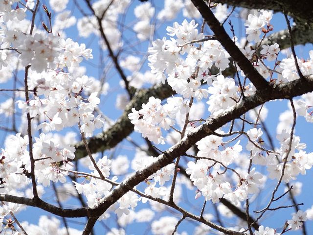 桜_伊勢むすび工房