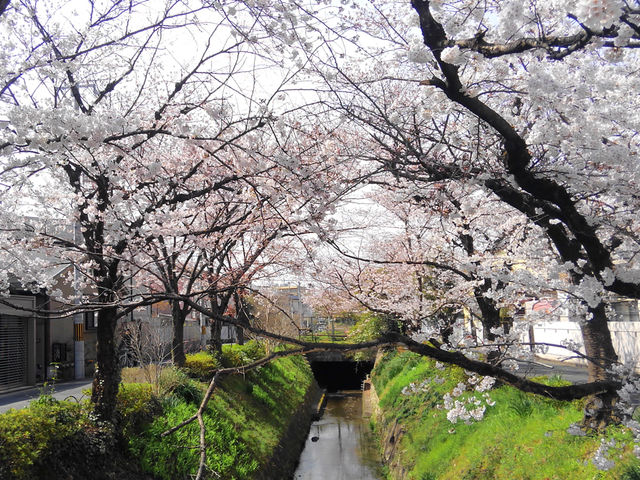 少し歩くと疎水があり、桜のアーチも。_ジェラート・ベネ