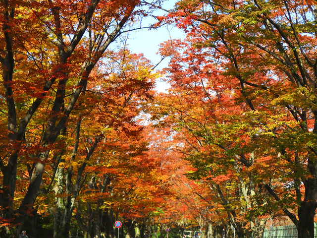 植物園の入り口のすぐ側ですので、秋の紅葉シーズンも素晴らしい景色です。_ジェラート・ベネ