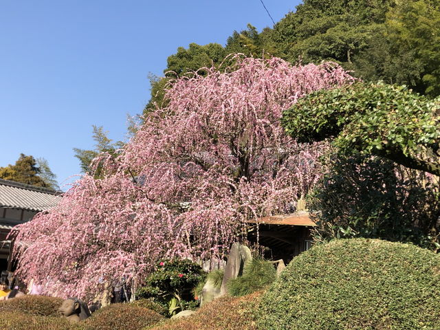 ★八木のしだれ梅
2月から3月上旬かけてご覧頂けます♪_洲本タクシー