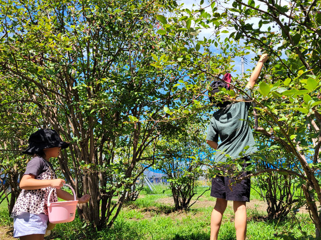 里仁ブルーベリー農園