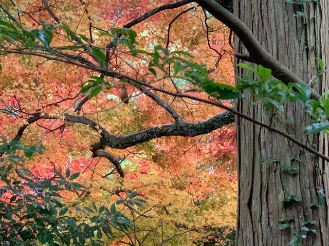 秋は紅葉がとても綺麗_藍染屋/Studio No4