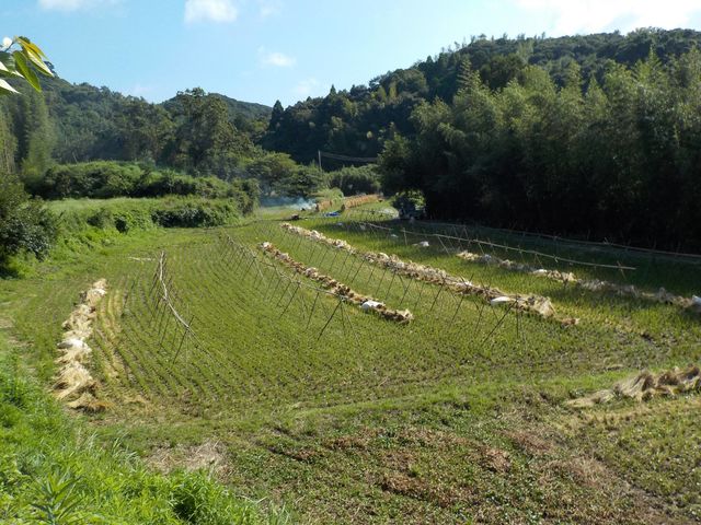 コロコロ農園 庄兵衛