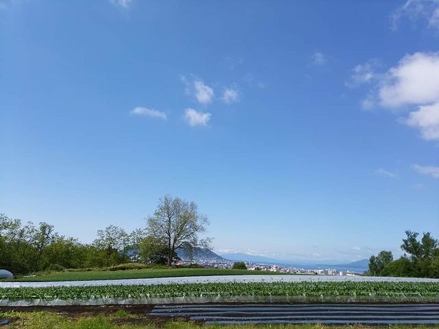 畑からの景色。天気によって、函館山が見えます。_四稜郭ファーム 坂爪農園