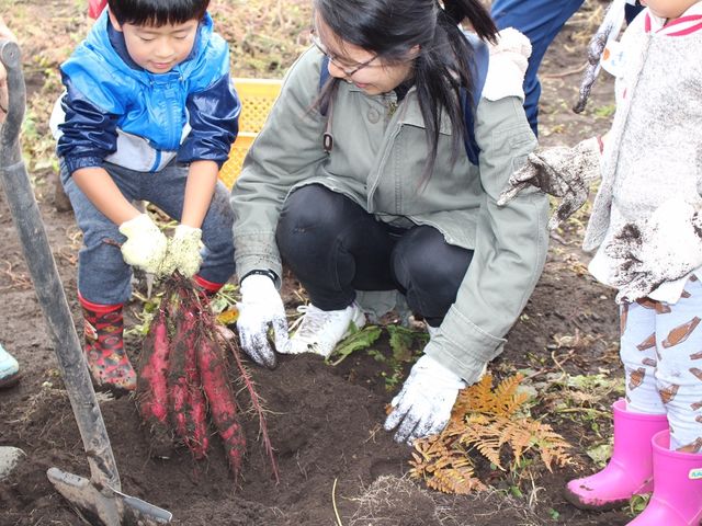 黒土から出てくるさつま芋は真っ赤な宝石のよう。さつま芋堀り。_四稜郭ファーム 坂爪農園