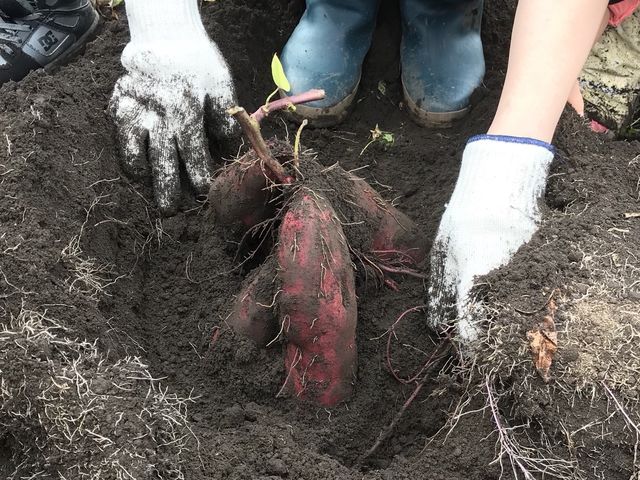 大きなさつま芋が取れると嬉しいですね。_四稜郭ファーム 坂爪農園