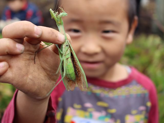 かまきり発見。様々な虫と出会うことも。_四稜郭ファーム 坂爪農園