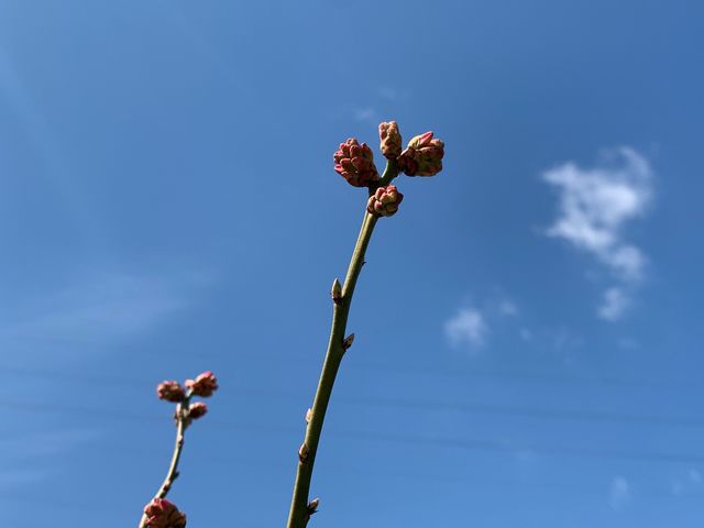 ルンルン畑