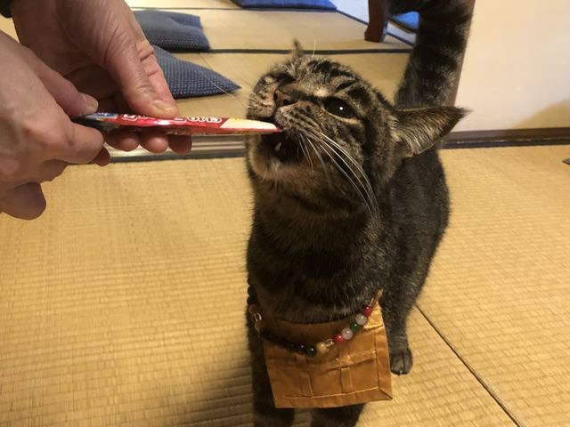 猫猫寺 開運ミュージアム