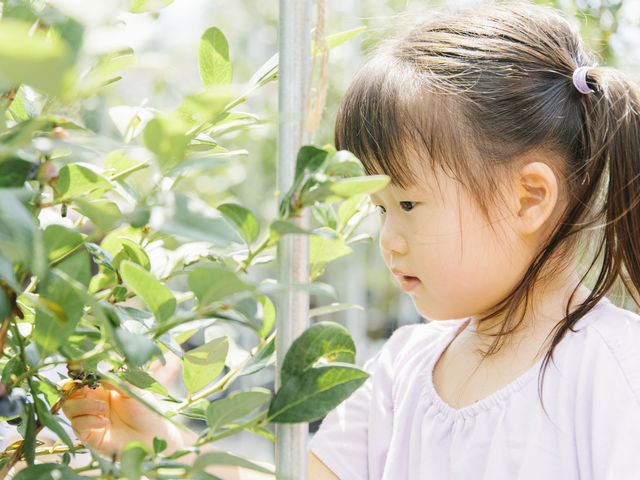 お子さまもブルーベリー狩りに夢中です。_藤沢ブルーベリーファーム