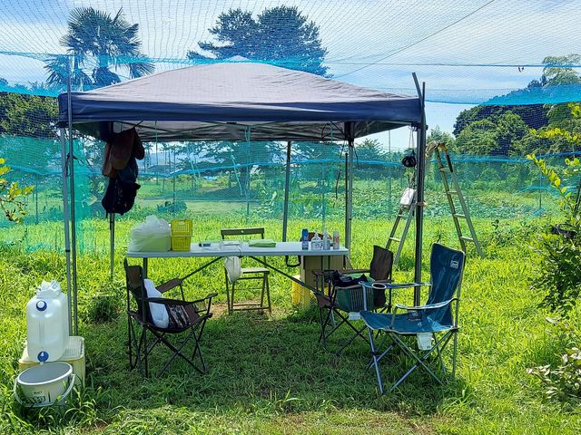 今年は暑い!!
休憩しながら摘み取りしましょう。_農園 丹沢の薫り