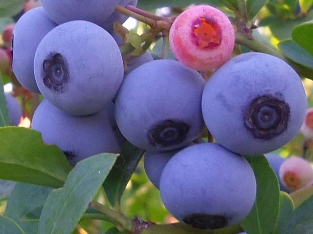 完熟した一番大きな実を3・4粒摘んで、一緒にお口に入れて試食しましょう_農園 丹沢の薫り